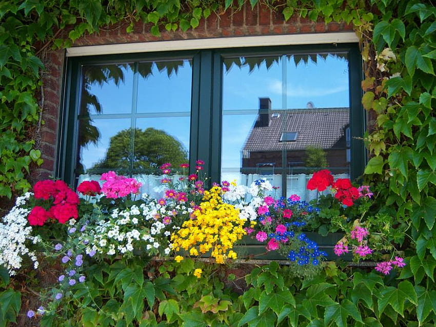 window reflection, art , window, house reflection, fullcolours, beautiful, flowers, pots HD wallpaper