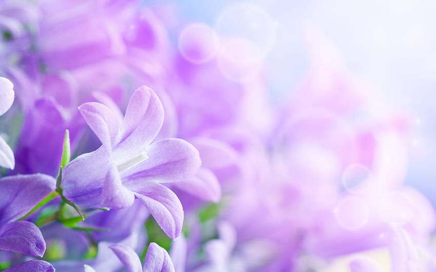 Fond floral violet clair, floral lavande Fond d'écran HD