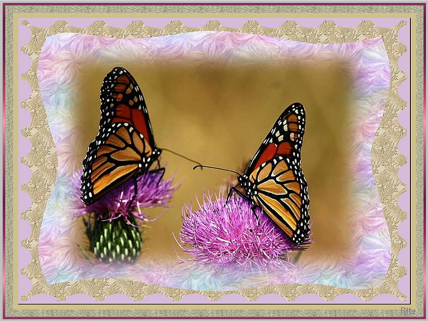 THE MEETING OF THE MONARCHS!, meeting, butterflies, monarchs, various merged backgrounds HD wallpaper