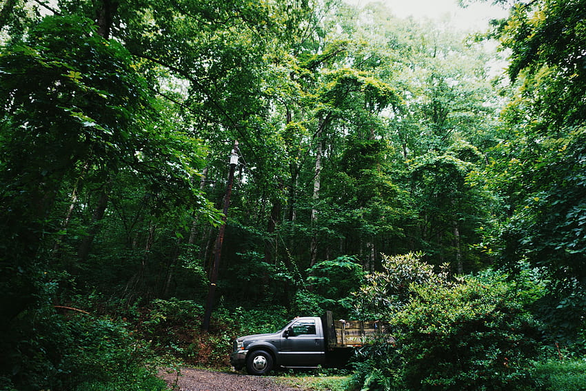 Trees, Cars, Forest, Suv HD wallpaper | Pxfuel