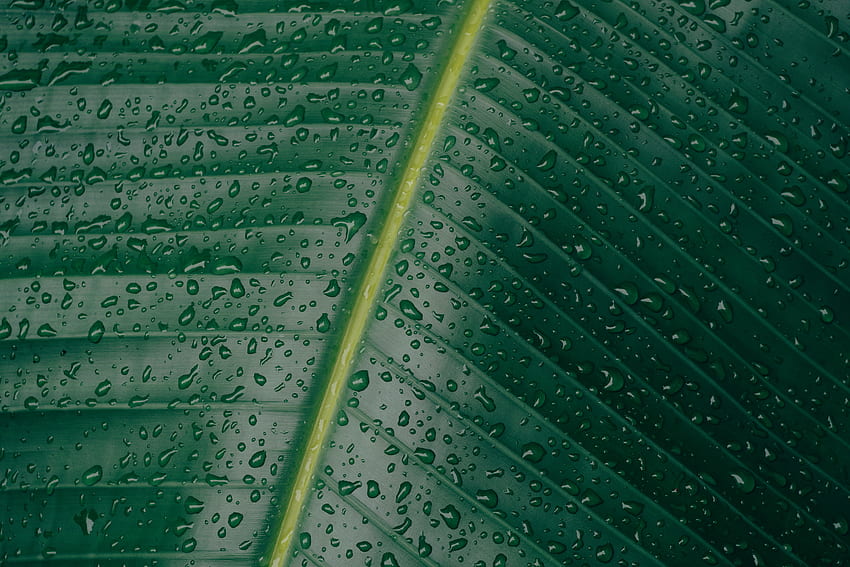 Drops, Macro, Surface, Sheet, Leaf HD wallpaper
