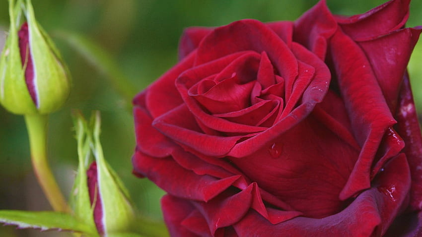 Red Rose, BEAUTY, FLOWERS, ROSES, NATURE HD wallpaper