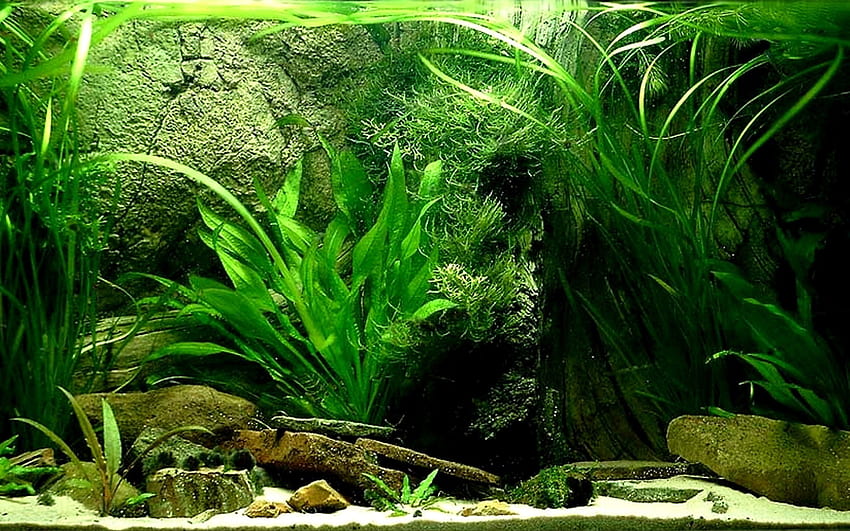 Wiki Fish Tank Pic Data Src - Фонов плакат на аквариум -, сладководен аквариум HD тапет