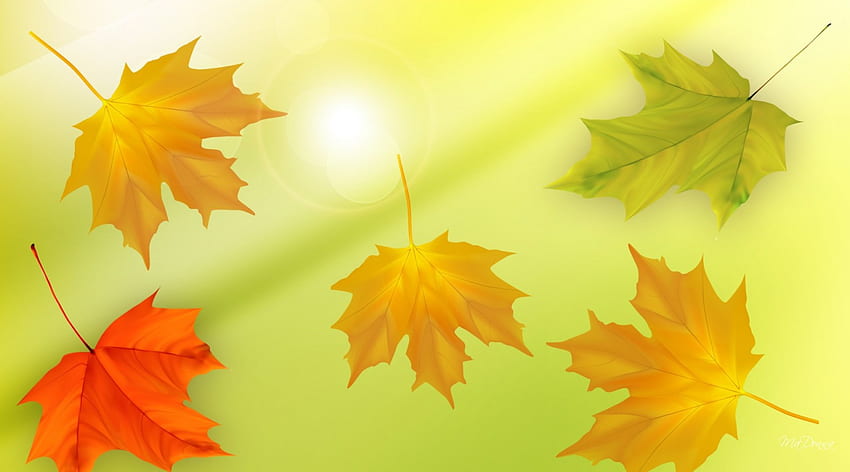Maple Leaves Change, glow, fall, gold, orange, falling, simple, leaves, abstract, light, green, autumn, simplistic HD wallpaper