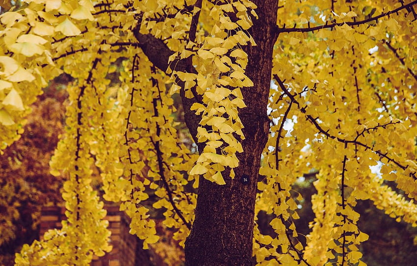autumn, leaves, nature, tree, Ginkgo Tree HD wallpaper