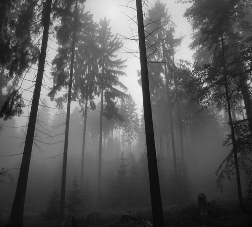 Black and White Woods HD wallpaper