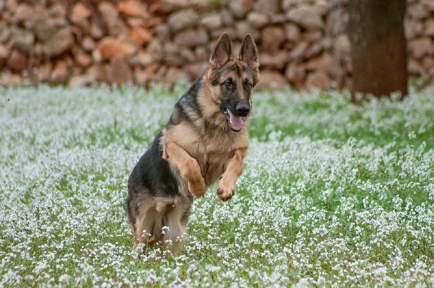 German shepherd, sweet, dogs, puppies, cute, beautiful, playful, playful dog, puppy, dog face, pretty, animals, face, lovely HD wallpaper