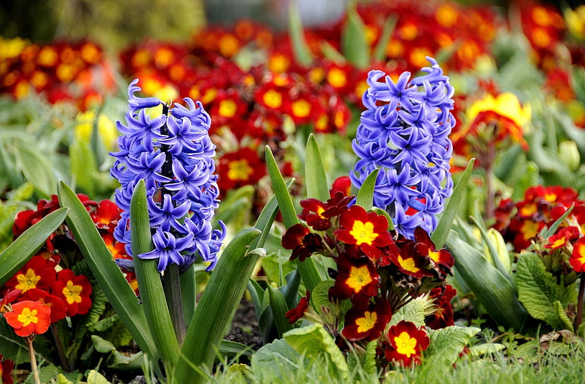 Blumen, Nahaufnahme, Blumenbeet, Blumenbeet, Frühling, Primel, Hyazinthen HD-Hintergrundbild