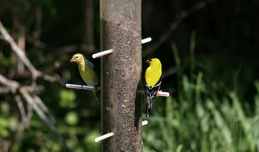 Goldfinches on Feeder 1, animal, songbirds, bird, graphy, avian, wide screen, wildlife, goldfinch HD wallpaper
