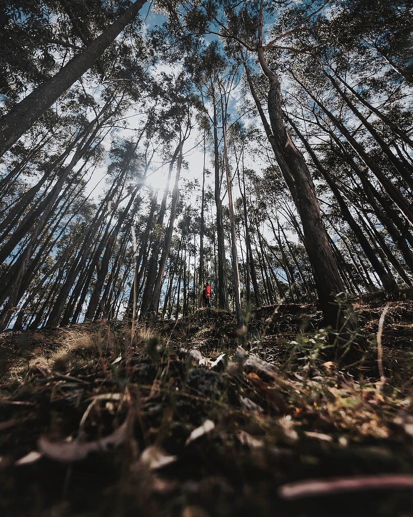 자연, 나무, 프라이버시, 은둔, 숲, 외로움 HD 전화 배경 화면