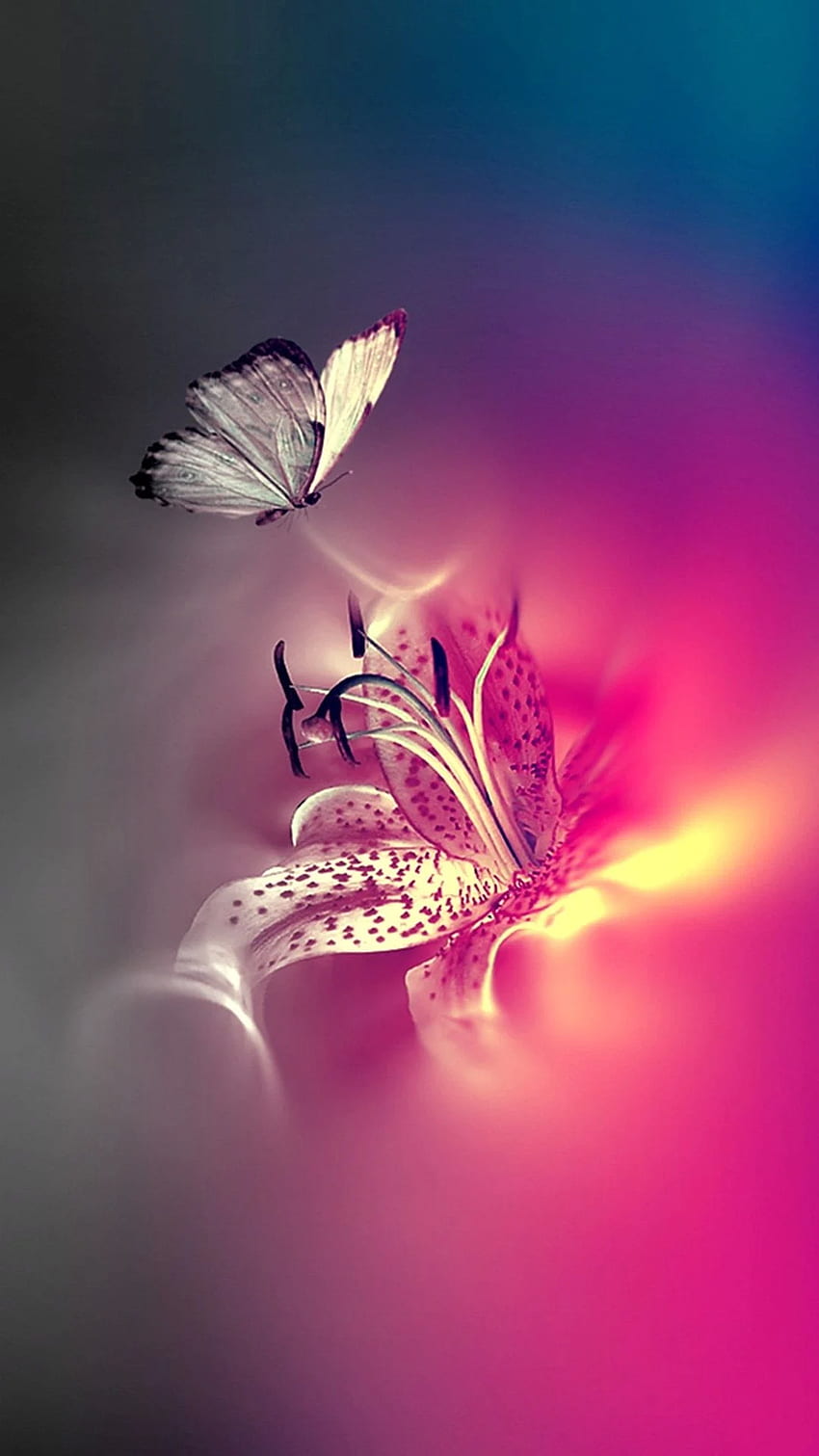 Pink Butterflies T Cute Pink Butterfly Hd Phone Wallpaper Pxfuel