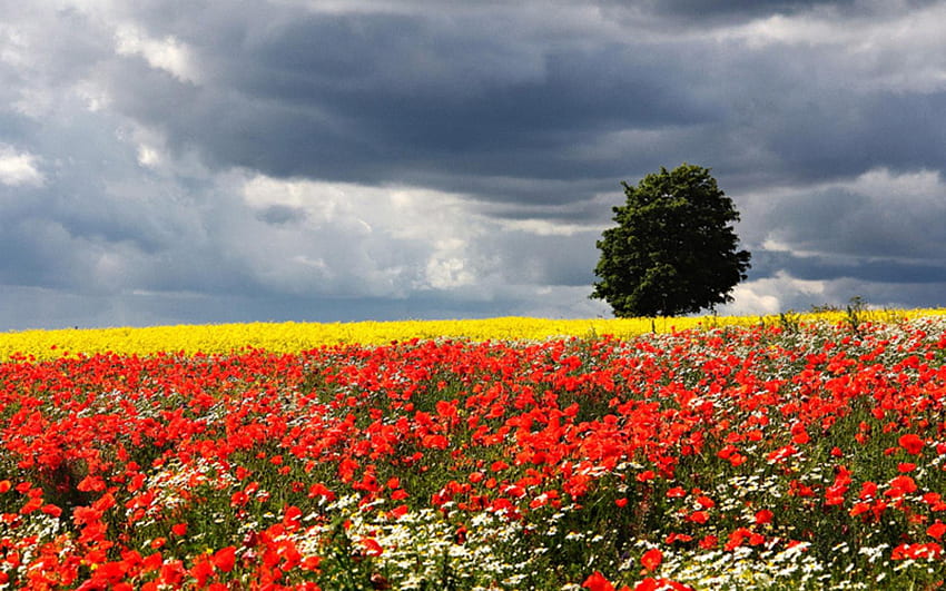 Landscape, colors, tree, poppies, field, yellow, red, clouds, nature, flowers, sky, storm HD wallpaper
