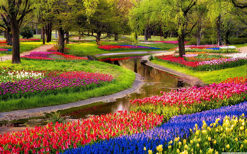 Jardín de flores de primavera en ..perro, paisaje de flores de primavera fondo de pantalla