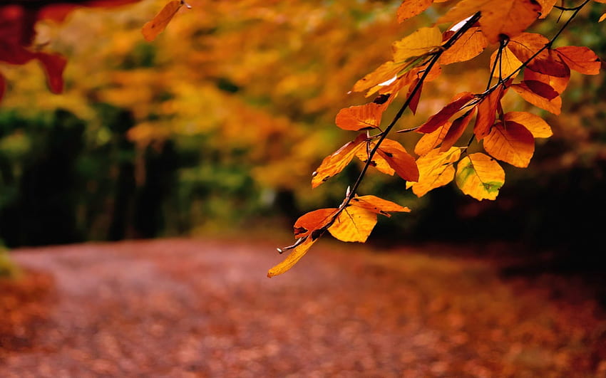 Autumn Leaves, peaceful, beauty, autumn splendor, trees, autumn, woods, landscape, carpet of leaves, beautiful, tree, leaves, pretty, autumn colors, nature, lovely, forest, splendor HD wallpaper