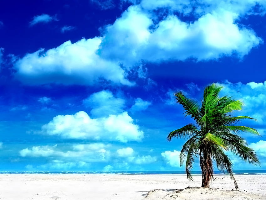summer, sky, sun, tree, beach HD wallpaper