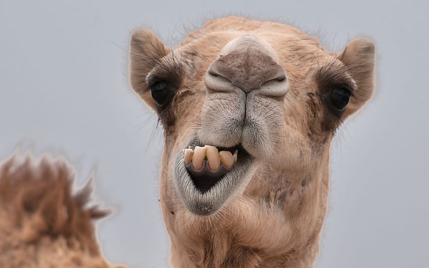 Camel High Quality [] for your , Mobile & Tablet. Explore Camel . Sopwith Camel, Cute Camel HD wallpaper
