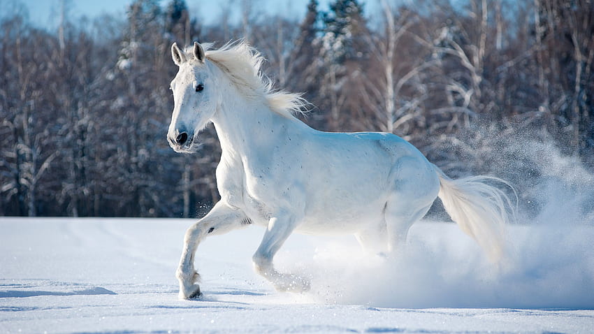 ม้าขาววิ่งในหิมะ - ม้าขาววิ่ง วอลล์เปเปอร์ HD