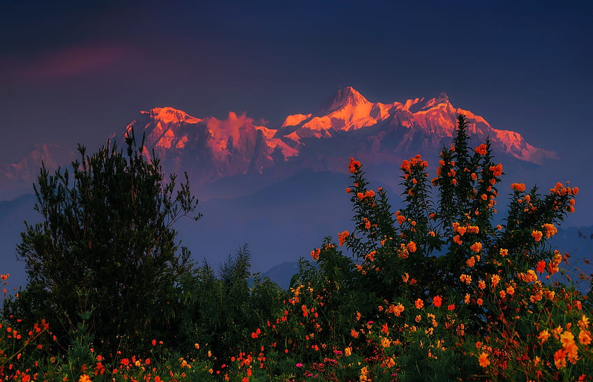 เทือกเขาหิมาลัย ดอกไม้ เนปาล พระอาทิตย์ตก ภูเขา พุ่มไม้ วอลล์เปเปอร์ HD