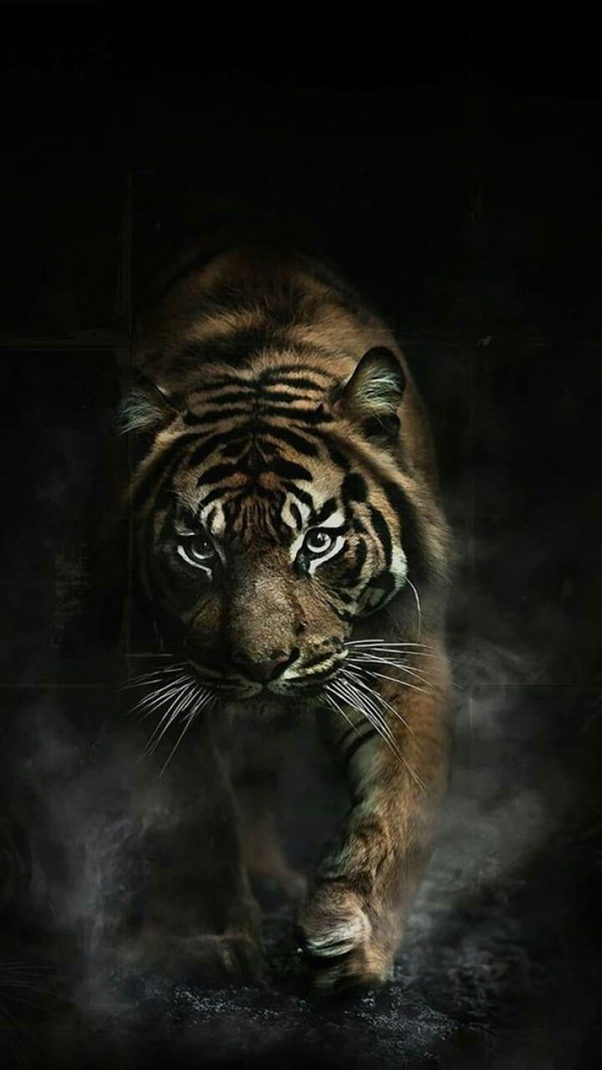 I love this animal and is a good . Wild animal , Tiger , Tiger iphone HD phone wallpaper