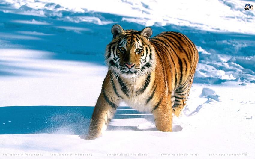 185146 Tiger Stock Photos  Free  RoyaltyFree Stock Photos from  Dreamstime