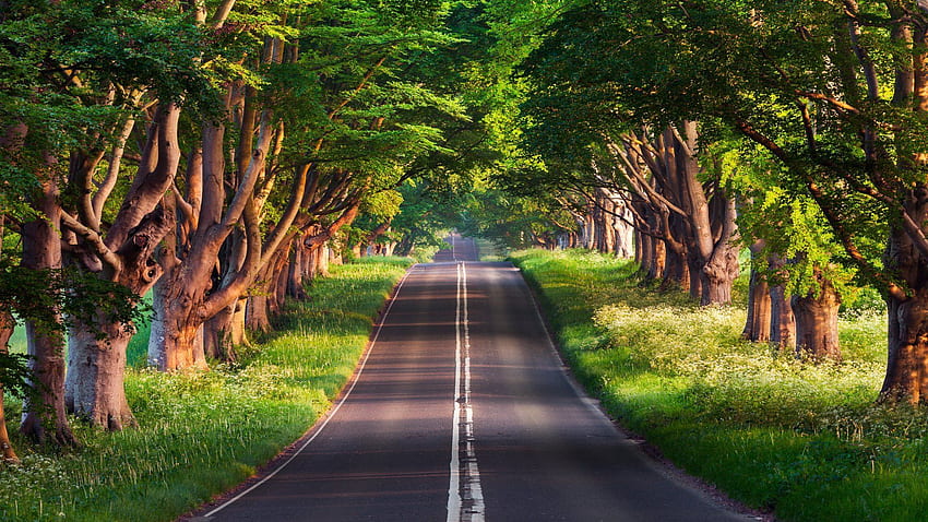 Път, направен от човека, трева, дърво, пейзаж, облицована с дървета. Фон, U, фон, зелен път HD тапет