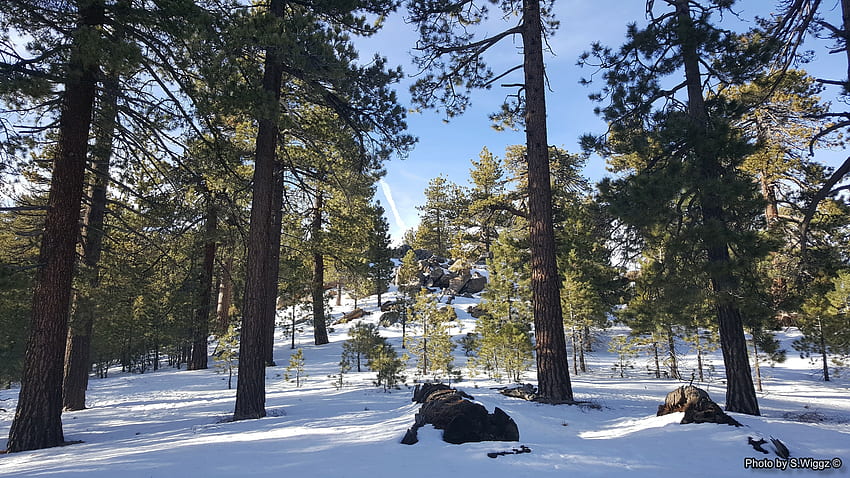 Mt. Pinos, Southern Californa, Sky, Trees, Snow, Mountains, Shadows, California HD wallpaper