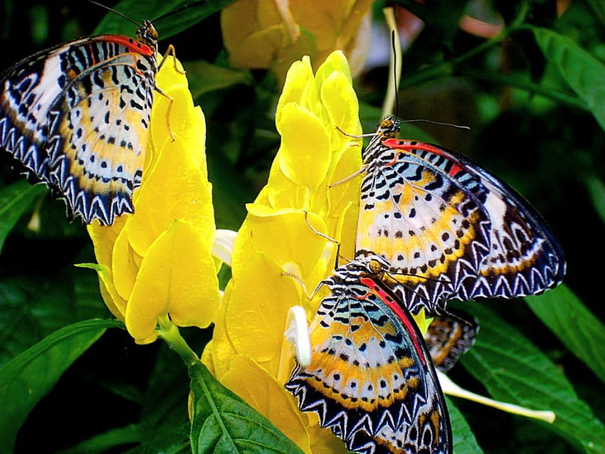 Dulces, mariposas, néctar, amarillo, flores, tres. fondo de pantalla