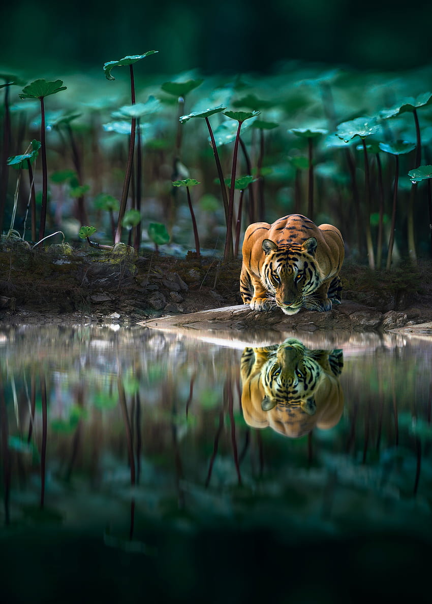animales, agua, reflexión, gato grande, fauna, tigre fondo de pantalla del teléfono