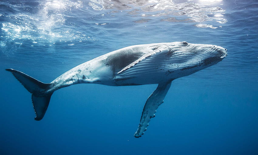 Humpback Whale, animal, whale, humpback, ocean HD wallpaper