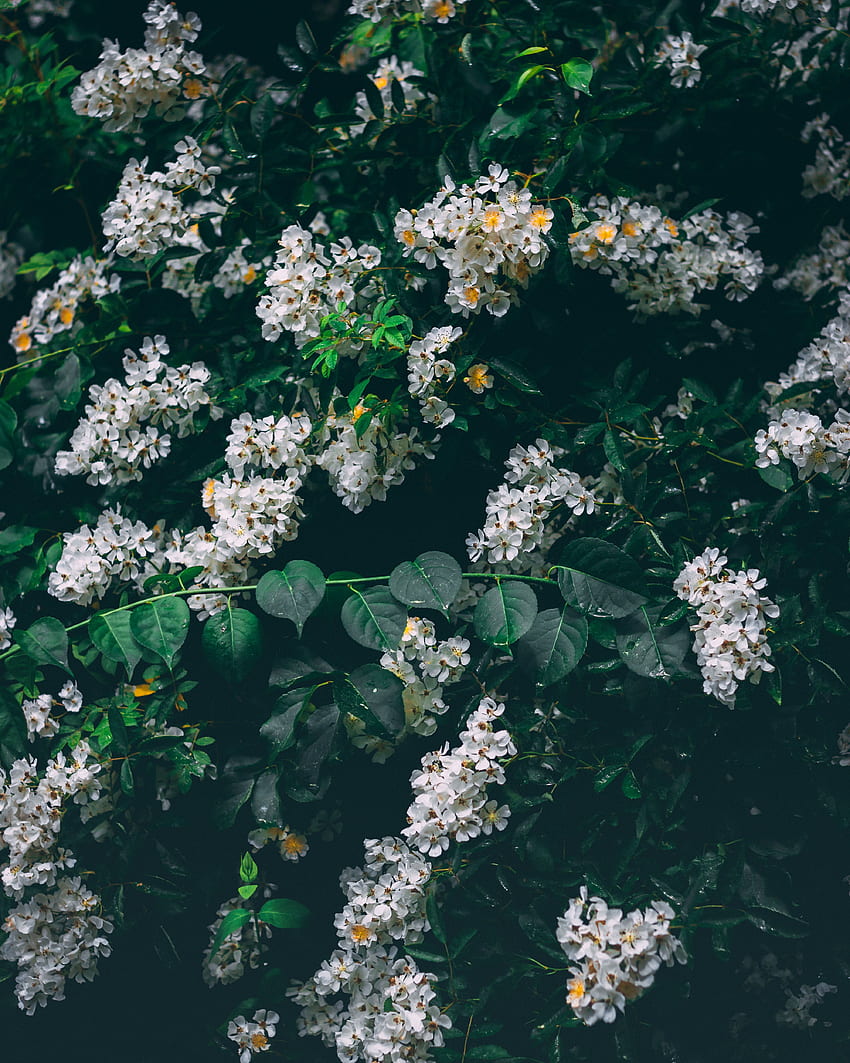 Flowers, Bush, Bloom, Flowering, Inflorescences, Inflorescence HD phone wallpaper