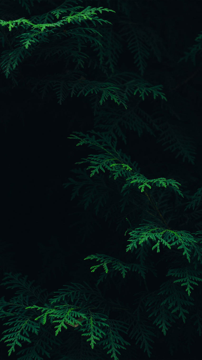 iPhone7 . Baumblattgrün, dunkelgrüne Ästhetik HD-Handy-Hintergrundbild