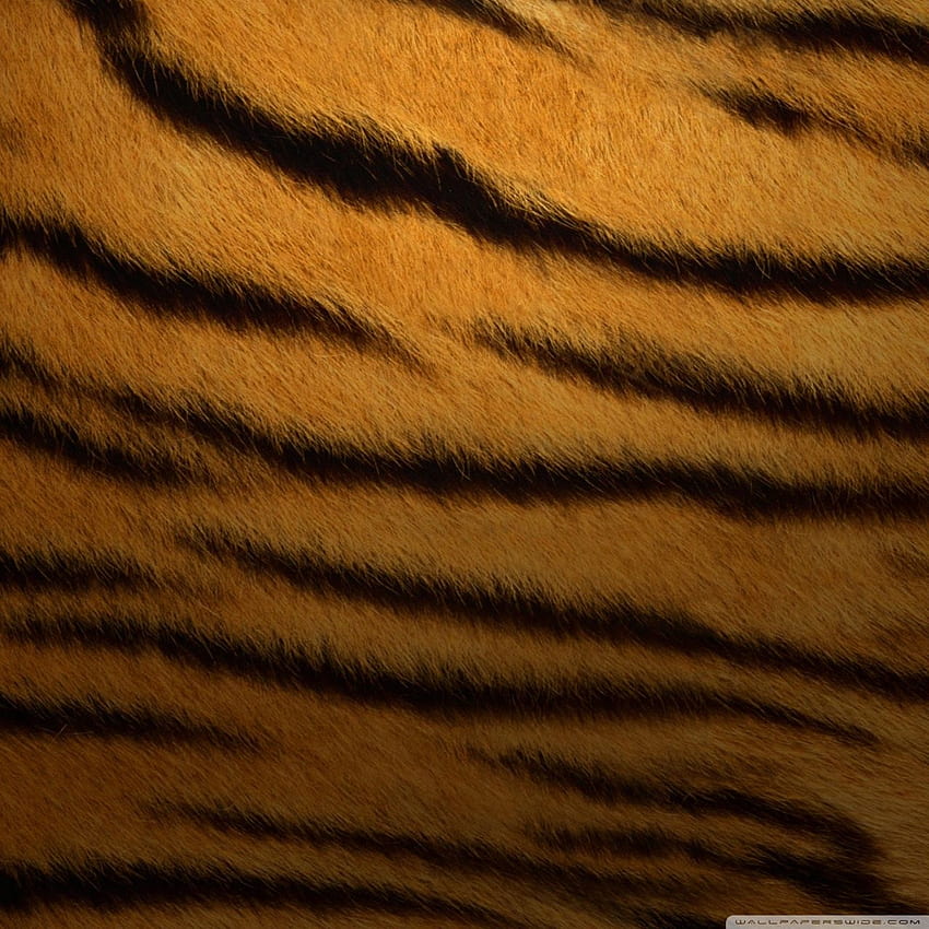 Tiger Skin, Animal Skin HD phone wallpaper | Pxfuel
