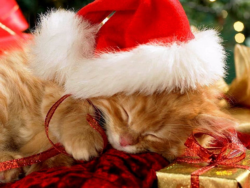 Kitten Steeping Under The Christmas Tree, Animals, Gifts, Christmas, Tree, Hat, Sleeping, Cats, Kitten HD wallpaper
