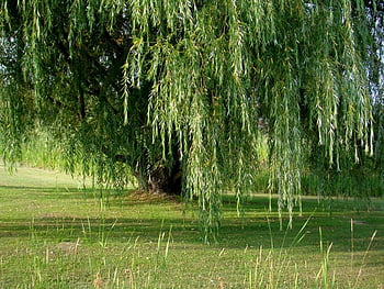 Weeping Willow Tree - & Background HD wallpaper | Pxfuel