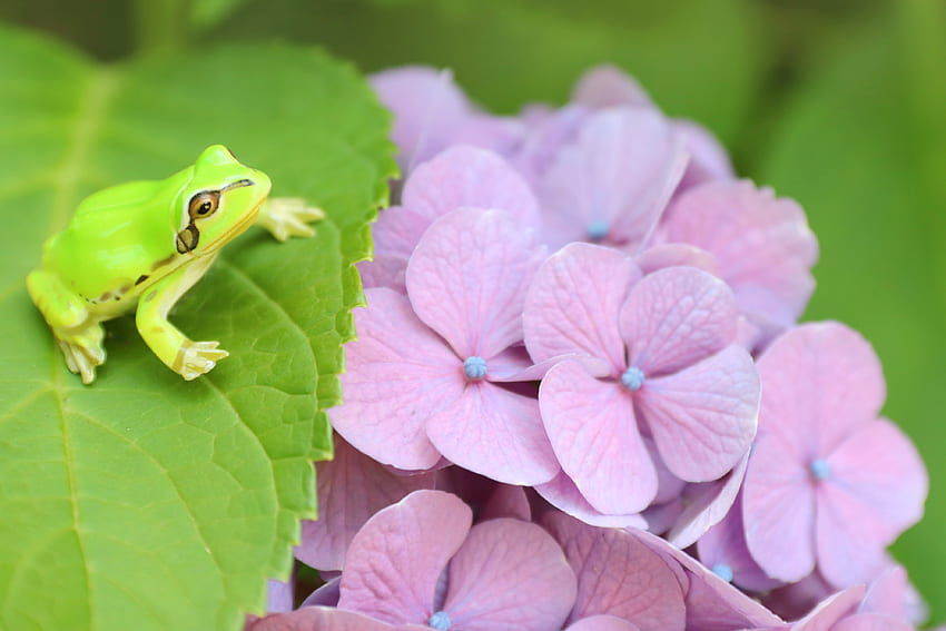 Flower, Amphibian, Wildlife, Hydrangea, Frog . Cool, Pink Frog HD wallpaper