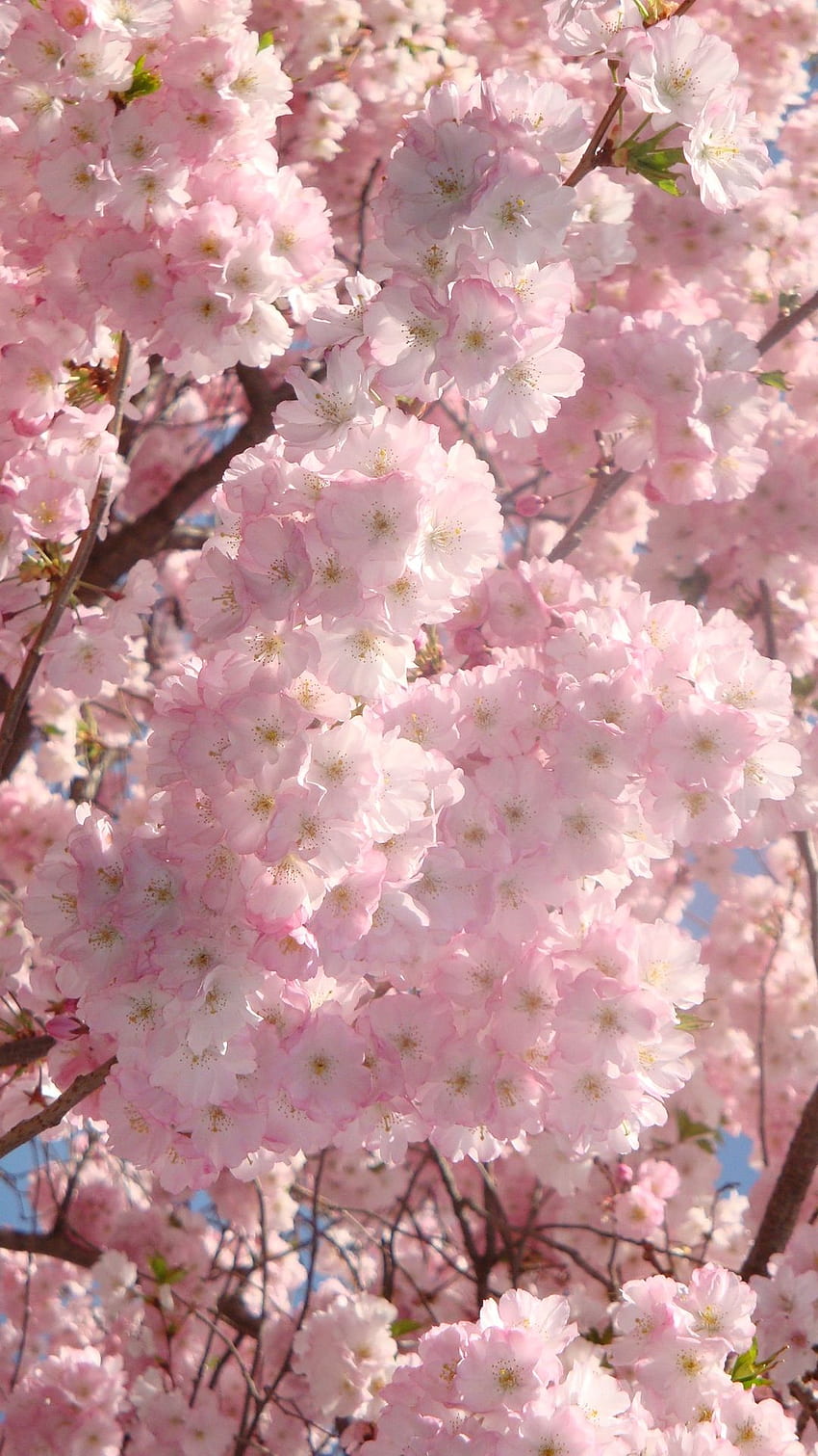Flowers of Japan Native Home Garden Design [] for your , Mobile & Tablet. Explore Sakura Flower . Sakura Blossom , Bing Cherry Blossom , Card Captor Sakura, Flowers Vertical HD phone wallpaper