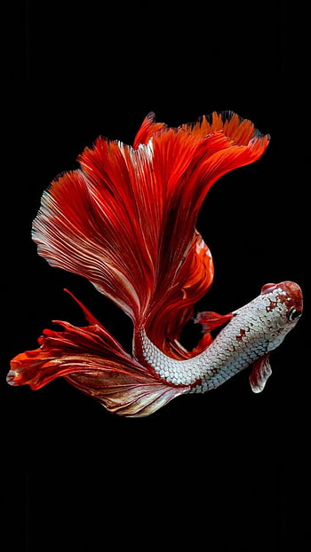 Koi fish for iphone HD wallpapers | Pxfuel