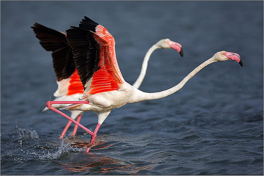 Flamingos, in water, beautiful HD wallpaper