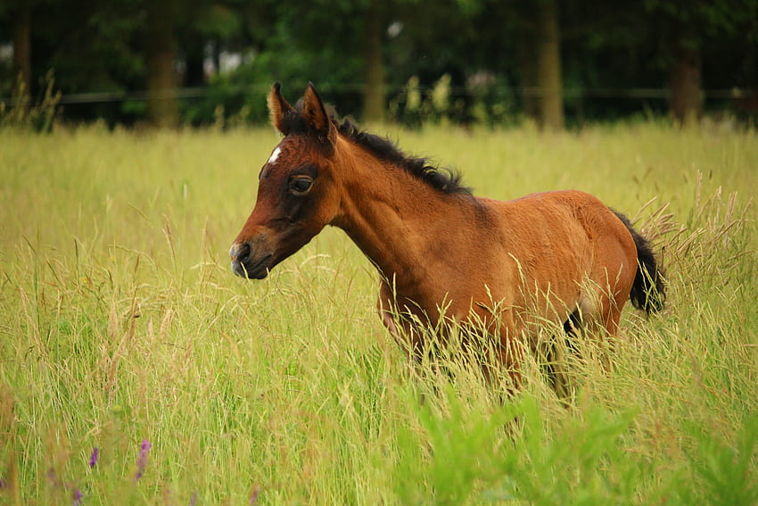 Animals, Horse, Meadow, Pasture, Foal HD wallpaper