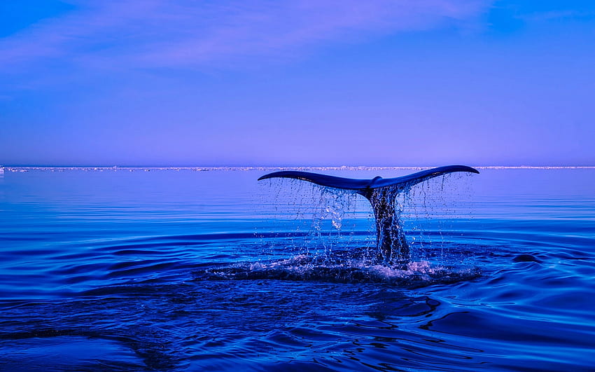 Whale, blue, nature, ocean HD wallpaper
