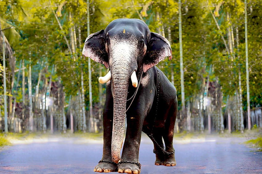 Pambadi Rajan , Gajah Kerala Wallpaper HD