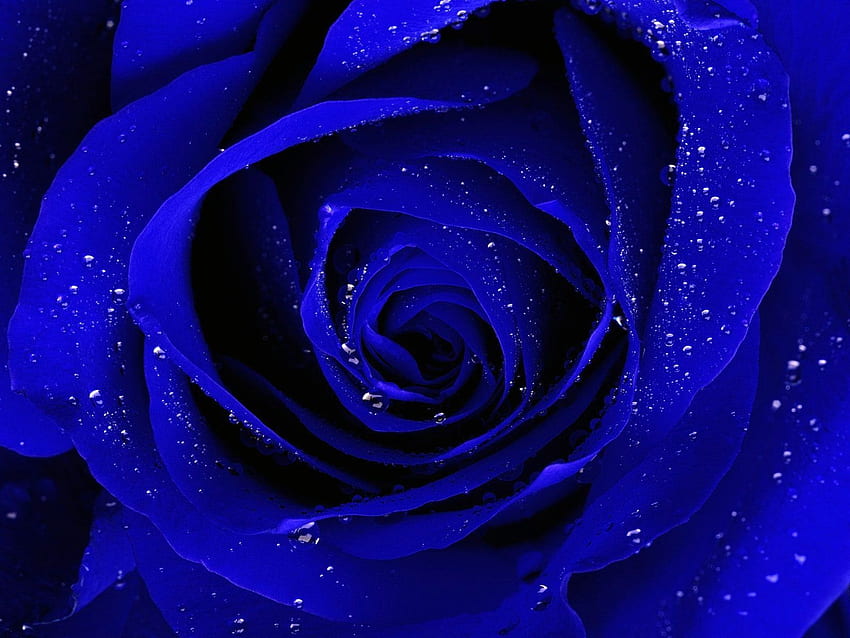 of Royal Blue Flower - HD wallpaper