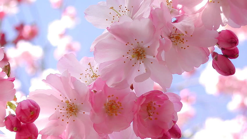 Грациозно широко бюро Cherry Blossom във Вашингтон HD тапет
