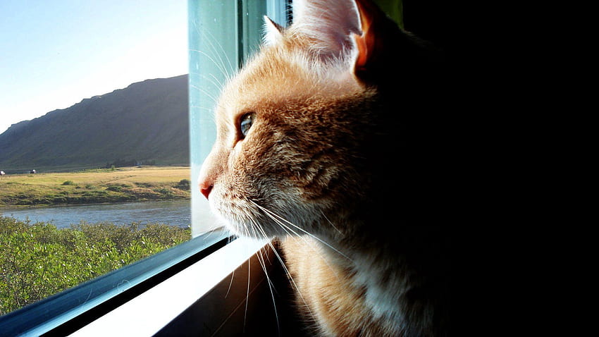 Tiere, Katze, Fenster, Profil, Wolle HD-Hintergrundbild