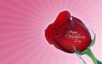 free mothers day wallpaper,flower,petal,tulip,purple,plant (#678684) -  WallpaperUse