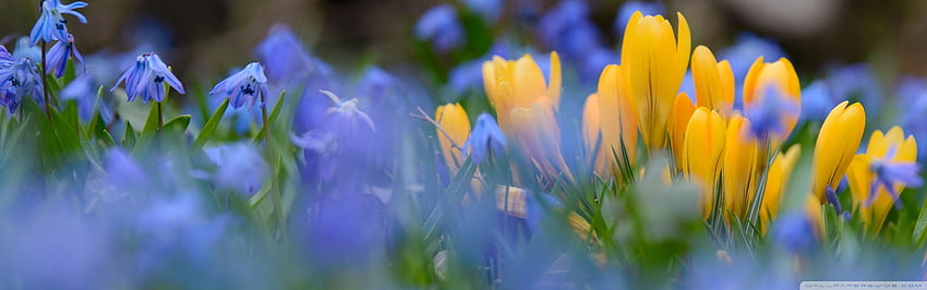 Nature Spring Flowers ❤ for Ultra TV, 봄 듀얼 스크린 HD 월페이퍼