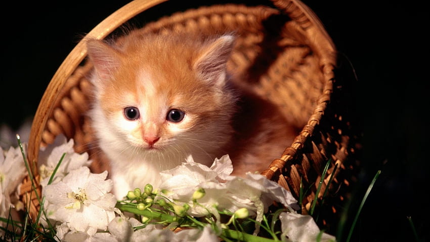 Gatto con cesto di fiori, animale, cesto, carino, gatto, fiori Sfondo HD