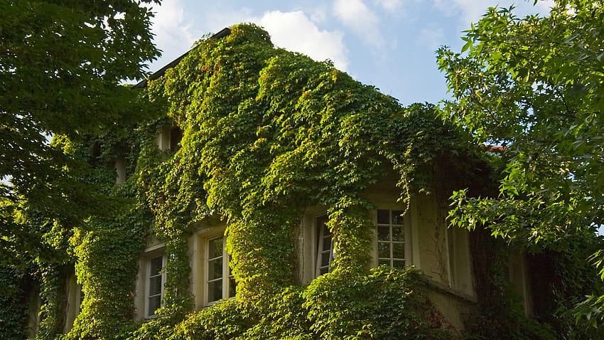 Rumah Kaca, rumah, indah, arsitektur, hijau Wallpaper HD