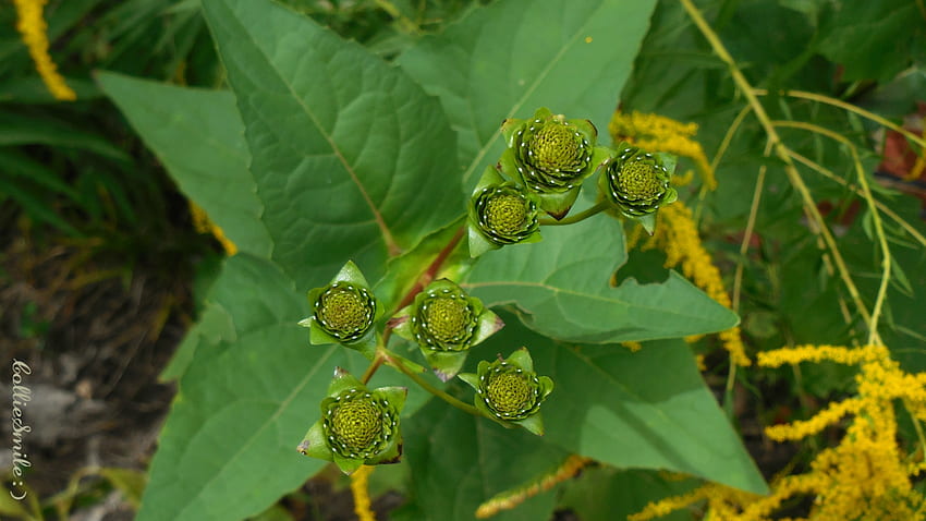 Seven Cup Plant Seed Heads, seed heads, cup plant, plant, leaves, yellow, green HD wallpaper
