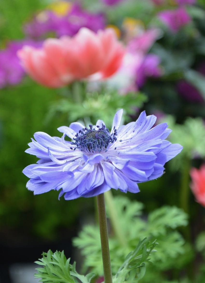 blue anemone, meadow, flower, iphone 4, Flowers 4S HD phone wallpaper